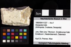 Foto (Objket + Etiketten) von Decapoda indet. 